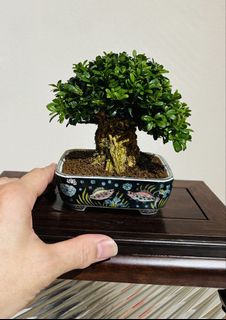 (Category: ) located in . Submitted by victorbonsai (Listing ID 1456204533, Image 1). Description: .