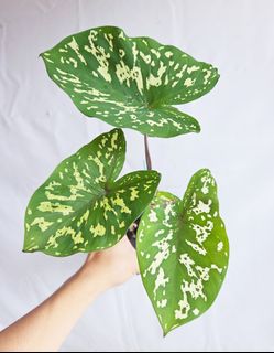 (Category: ) located in . Submitted by goodflorist (Listing ID 1456155670, Image 1). Description: .