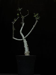 (Category: ) located in . Submitted by cuteplantsworld (Listing ID 1456182160, Image 1). Description: .
