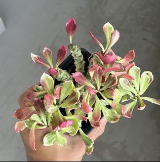 (Category: ) located in . Submitted by sghaworthiahabitat (Listing ID 1456064883, Image 1). Description: .