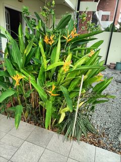 (Category: ) located in . Submitted by mdmcpl15 (Listing ID 1456158866, Image 1). Description: .