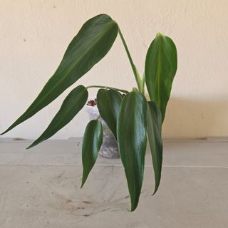 (Category: ) located in . Submitted by pplab (Listing ID 1456062501, Image 1). Description: .