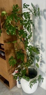 (Category: ) located in . Submitted by fhf82 (Listing ID 1456058629, Image 1). Description: .