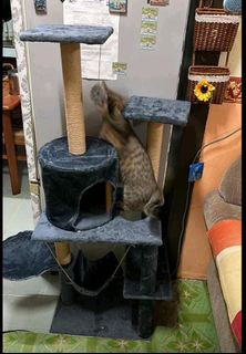(Category: ) located in . Submitted by royalfish.3de2f2 (Listing ID 1456101436, Image 1). Description: .