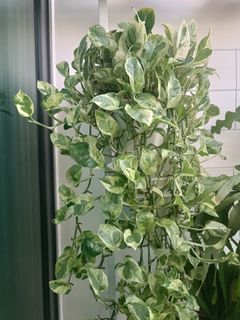 (Category: ) located in . Submitted by more.plants.here (Listing ID 1456182713, Image 1). Description: .