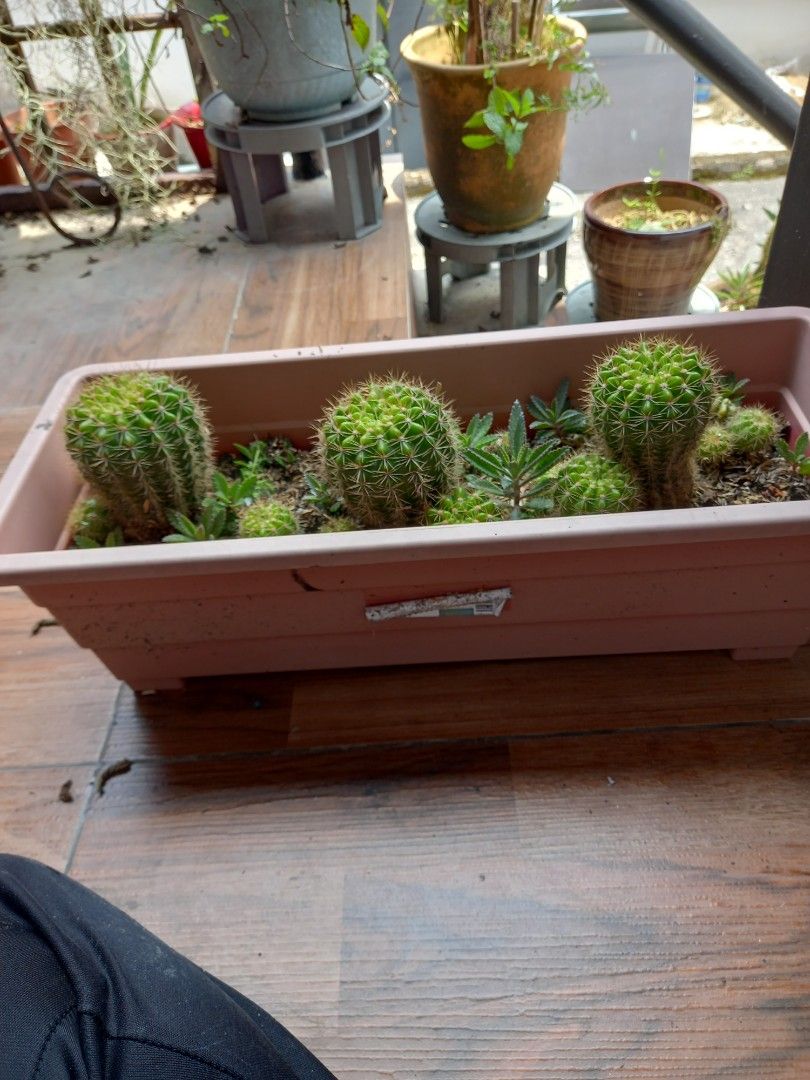 Round cactus (Category: Plants & Seeds) located in Kajang. Submitted by cutie_craft (Listing ID 1456096413, Image 1). Description: Round cactus in a planter box box size : 18 x 7 inches height : 5 inches the plant is in kajang - Pick up only.