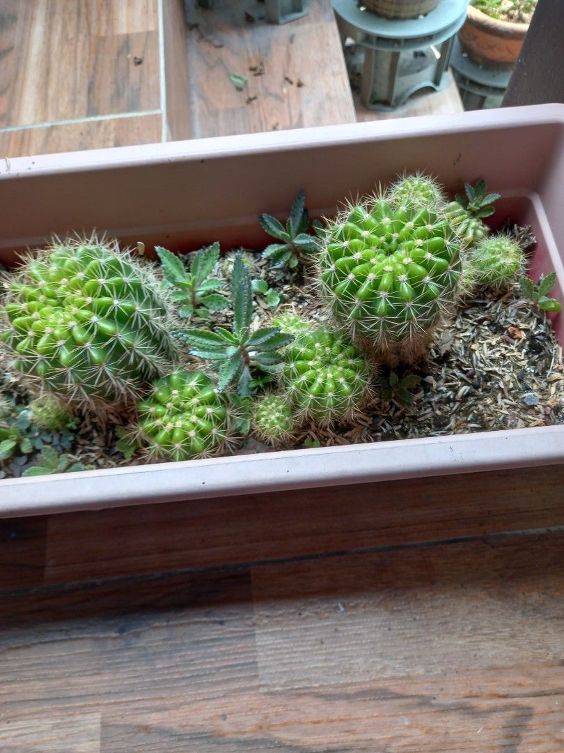 Round cactus (Category: Plants & Seeds) located in Kajang. Submitted by cutie_craft (Listing ID 1456096413, Image 3). Description: Round cactus in a planter box box size : 18 x 7 inches height : 5 inches the plant is in kajang - Pick up only.