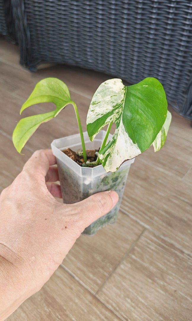 RT Migma (Category: Plants & Seeds) located in Singapore. Submitted by leafhappily (Listing ID 1456075064, Image 1). Description: 🚚 FREE DELIVERY (min. spend): • $50+ — Sembawang / Yishun • $120+ — Woodlands / Punggol / Sengkang / Bishan / Ang Mo Kio • $200+ — Islandwide 📍 PICKUP OPTIONS 🏠 S769317 | 🛍️ Sembawang SC | 🚆 Canberra MRT 📮 Courier $20/trip 🛒 More Plants on Carousell: https://carousell.app.link/9tLqk29Fn1b.