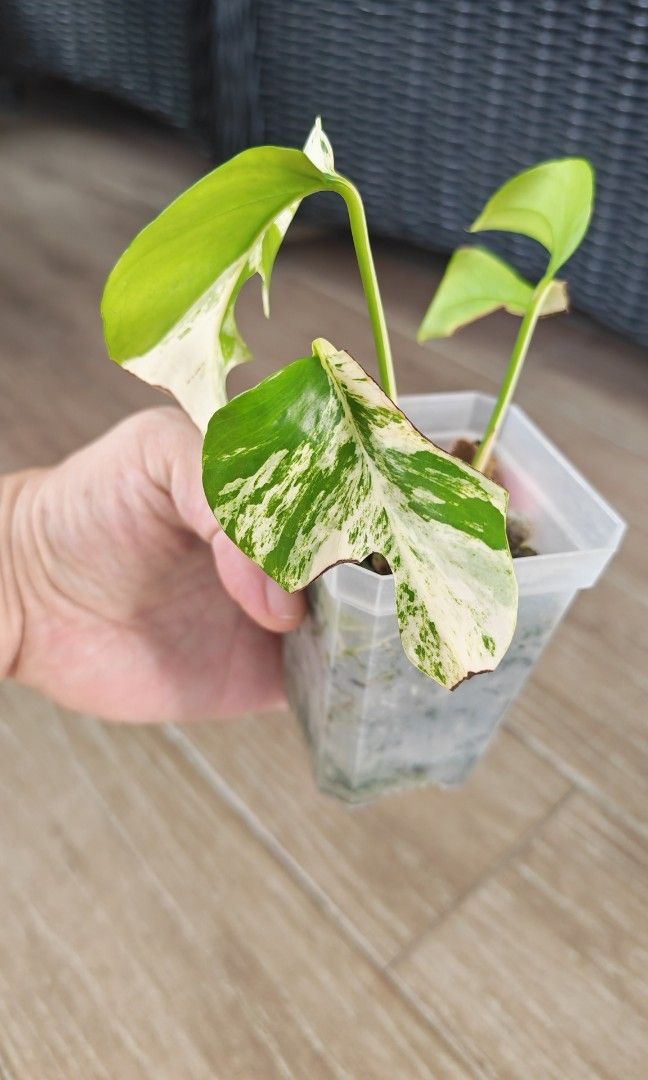 RT Migma (Category: Plants & Seeds) located in Singapore. Submitted by leafhappily (Listing ID 1456075064, Image 2). Description: 🚚 FREE DELIVERY (min. spend): • $50+ — Sembawang / Yishun • $120+ — Woodlands / Punggol / Sengkang / Bishan / Ang Mo Kio • $200+ — Islandwide 📍 PICKUP OPTIONS 🏠 S769317 | 🛍️ Sembawang SC | 🚆 Canberra MRT 📮 Courier $20/trip 🛒 More Plants on Carousell: https://carousell.app.link/9tLqk29Fn1b.