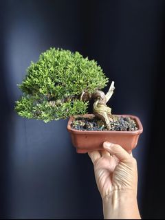 (Category: ) located in . Submitted by jia_bonsai_singapore (Listing ID 1456123902, Image 1). Description: .
