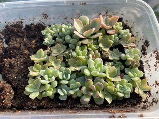 (Category: ) located in . Submitted by qq_garden (Listing ID 1456191760, Image 1). Description: .
