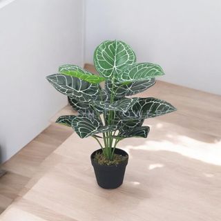 (Category: ) located in . Submitted by altonflowerscomm (Listing ID 1456240897, Image 1). Description: .