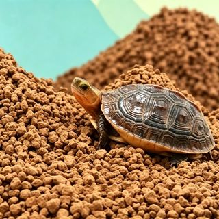 （分類：）位於 。 由 myaqualand 提交（商品編號 1456296806，圖片 1）。簡介： 。
