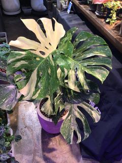 （分類：）位於 。 由 plantjai 提交（商品編號 1456331352，圖片 1）。簡介： 。