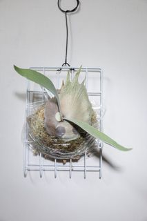 （分類：）位於 。 由 kinn_nn 提交（商品編號 1456313150，圖片 1）。簡介： 。