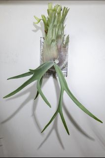 （分類：）位於 。 由 kinn_nn 提交（商品編號 1456314032，圖片 1）。簡介： 。