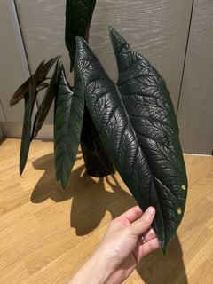 （分類：）位於 。 由 nairem_plants 提交（商品編號 1456421100，圖片 1）。簡介： 。