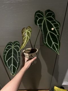 （分類：）位於 。 由 nairem_plants 提交（商品編號 1456421159，圖片 1）。簡介： 。