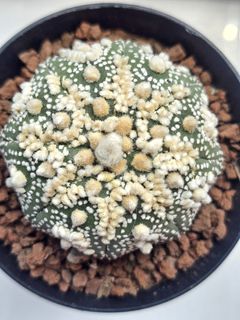 (Category: ) located in . Submitted by all4cactus (Listing ID 1456391830, Image 1). Description: .