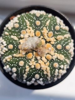 (Category: ) located in . Submitted by all4cactus (Listing ID 1456392157, Image 1). Description: .