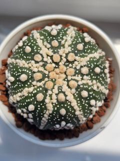 (Category: ) located in . Submitted by all4cactus (Listing ID 1456392515, Image 1). Description: .
