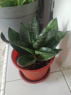 (Category: ) located in . Submitted by plantsetc (Listing ID 1456241871, Image 1). Description: .