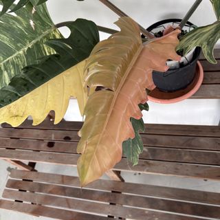 (Category: ) located in . Submitted by greystokes (Listing ID 1450739018, Image 1). Description: .