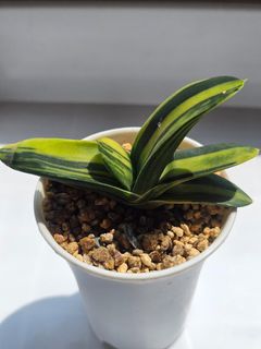 (Category: ) located in . Submitted by all4cactus (Listing ID 1456274093, Image 1). Description: .