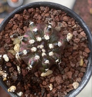 (Category: ) located in . Submitted by matacactus11 (Listing ID 1456399742, Image 1). Description: .