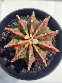 (Category: ) located in . Submitted by all4cactus (Listing ID 1456286755, Image 1). Description: .
