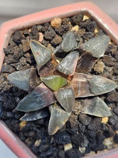 (Category: ) located in . Submitted by all4cactus (Listing ID 1456270261, Image 1). Description: .