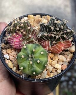 (Category: ) located in . Submitted by matacactus11 (Listing ID 1456279972, Image 1). Description: .