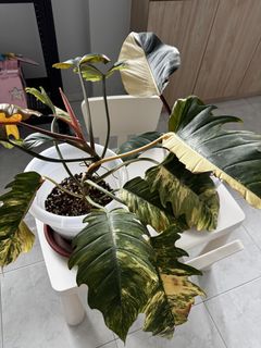 (Category: ) located in . Submitted by plantsinmyroom (Listing ID 1456254245, Image 1). Description: .