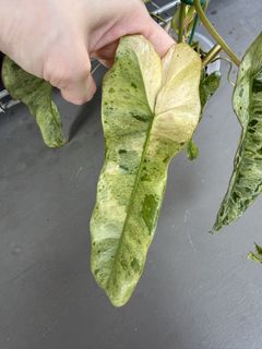 (Category: ) located in . Submitted by plantvatesg (Listing ID 1456237781, Image 1). Description: .