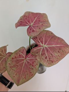 (Category: ) located in . Submitted by toto.leaf (Listing ID 1456233933, Image 1). Description: .