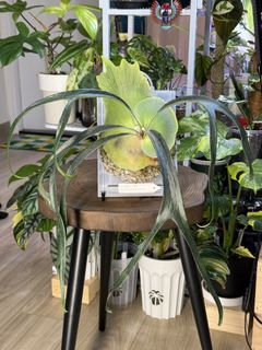（分類：）位於 。 由 mikelovegreens 提交（商品編號 1456322305，圖片 1）。簡介： 。