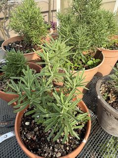 (Category: ) located in . Submitted by themediterraneangarden (Listing ID 1456327202, Image 1). Description: .
