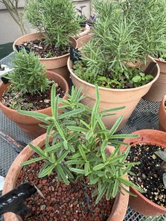(Category: ) located in . Submitted by themediterraneangarden (Listing ID 1456327418, Image 1). Description: .