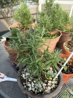 (Category: ) located in . Submitted by themediterraneangarden (Listing ID 1456327510, Image 1). Description: .
