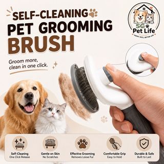 (Category: ) located in . Submitted by sg_pet_life (Listing ID 1456324850, Image 1). Description: .