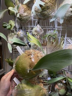 （分類：）位於 。 由 kinn_nn 提交（商品編號 1439579327，圖片 1）。簡介： 。