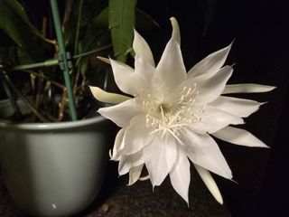 （分類：）位於 。 由 cyyli.1 提交（商品編號 1456601541，圖片 1）。簡介： 。