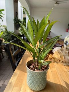 (Category: ) located in . Submitted by earthvessel (Listing ID 1456480858, Image 1). Description: .