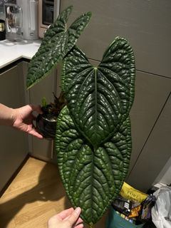 （分類：）位於 。 由 nairem_plants 提交（商品編號 1450637466，圖片 1）。簡介： 。