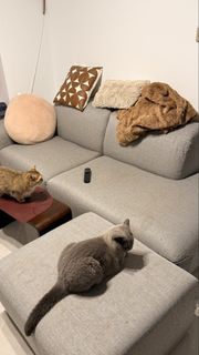 (Category: ) located in . Submitted by shutzee (Listing ID 1456365822, Image 1). Description: .