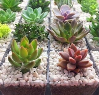 (Category: ) located in . Submitted by lushglassdoor (Listing ID 1456494037, Image 1). Description: .