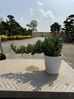(Category: ) located in . Submitted by leafynature (Listing ID 1456476301, Image 1). Description: .