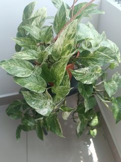 (Category: ) located in . Submitted by more.plants.here (Listing ID 1456580341, Image 1). Description: .