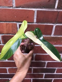 (Category: ) located in . Submitted by PlantsRanger (Listing ID 1453246203, Image 1). Description: .