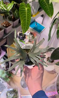 （分類：）位於 。 由 calvinplants 提交（商品編號 1456443923，圖片 1）。簡介： 。